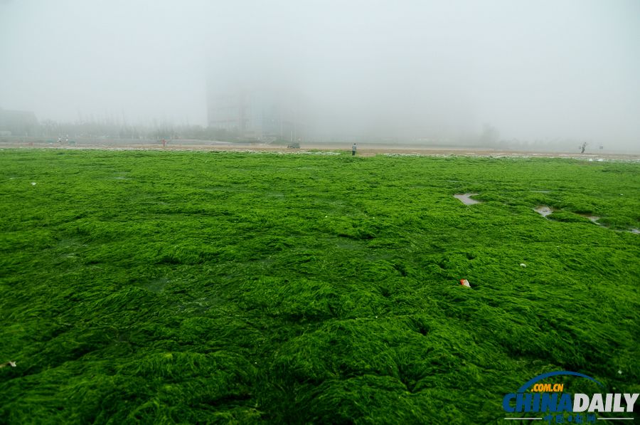 一起去青島看草原！滸苔入侵海水浴場沙灘變草原