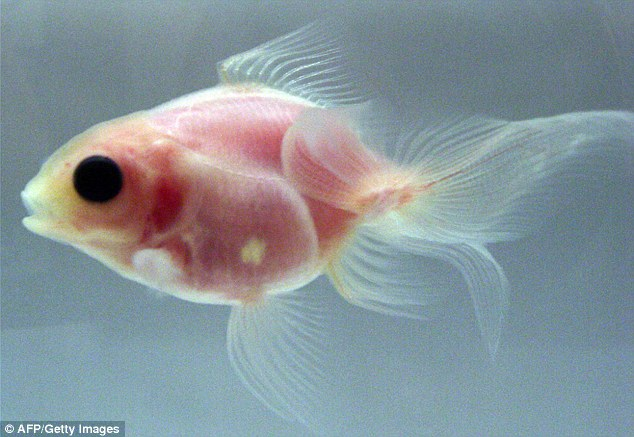 日本科學家成功培育出透明金魚 心臟大腦清晰可見