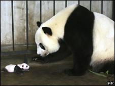 Bras, Beer and Pandas 文胸，啤酒和熊貓
