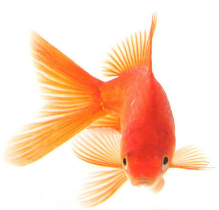 給兩條金魚(yú)起名字