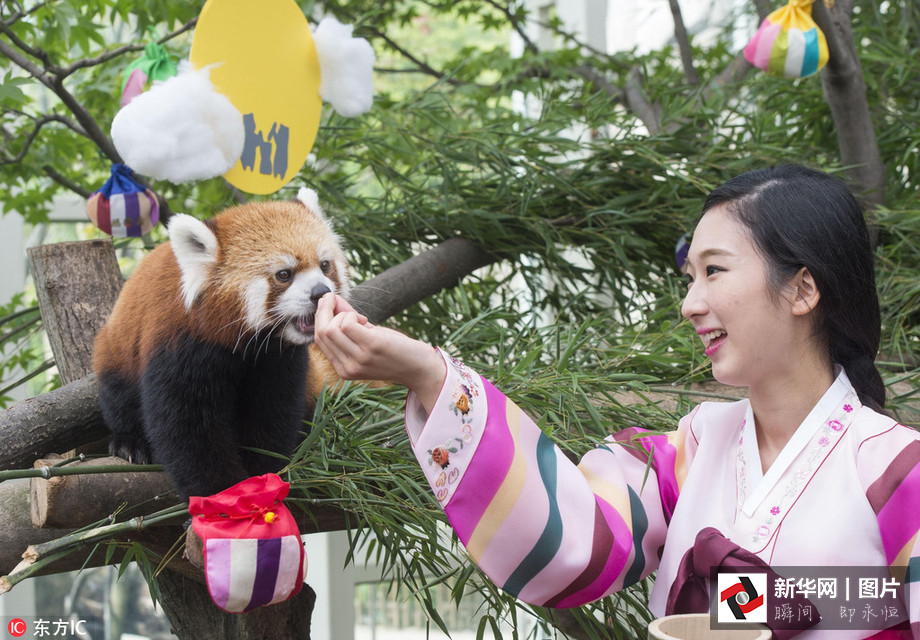 吃得開(kāi)心！韓國(guó)動(dòng)物園大熊貓?zhí)崆跋硎芄?jié)日大餐（組圖）