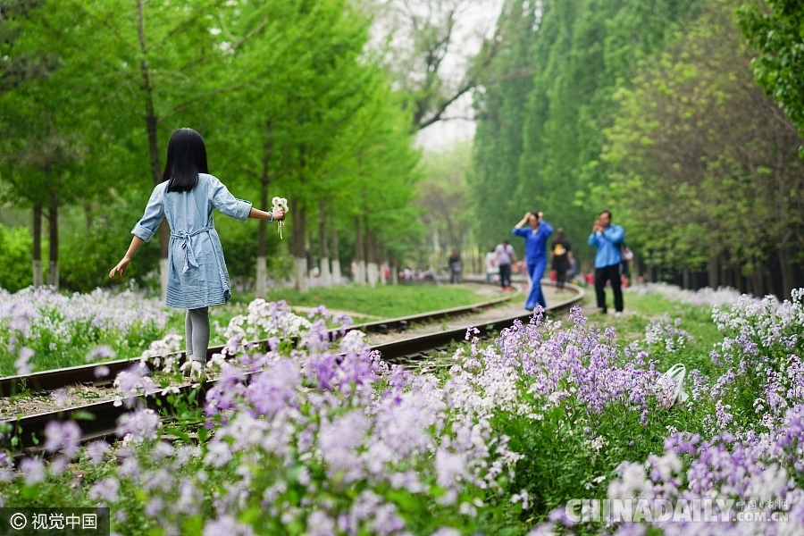 大好春光豈可負？世界各地盡享花海美景（組圖）